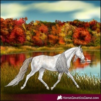 Horse Color:Buckskin Pearl Sabino