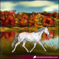 Horse Color:Buckskin Pearl Sabino 