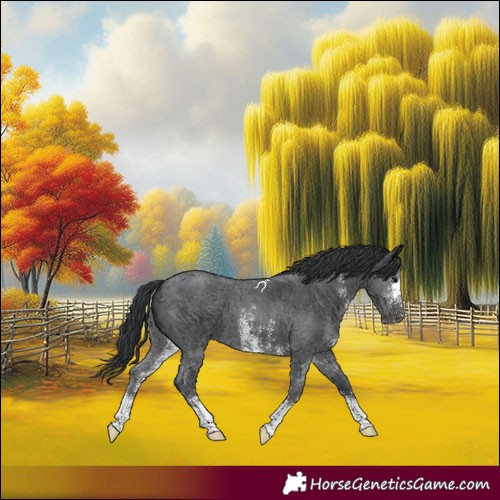 Horse Color:Black Sabino 