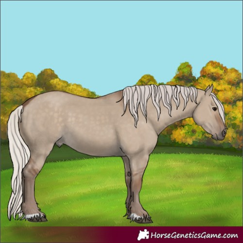 Horse Color:Silver Grullo 