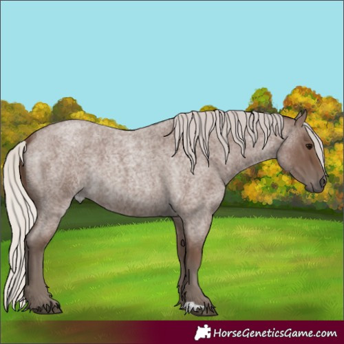 Horse Color:Silver Blue Roan 