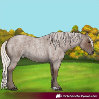 Horse Color:Silver Blue Roan 