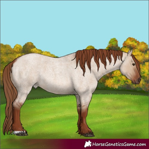Horse Color:Red Dun Roan