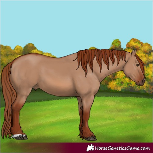 Horse Color:Red Dun 