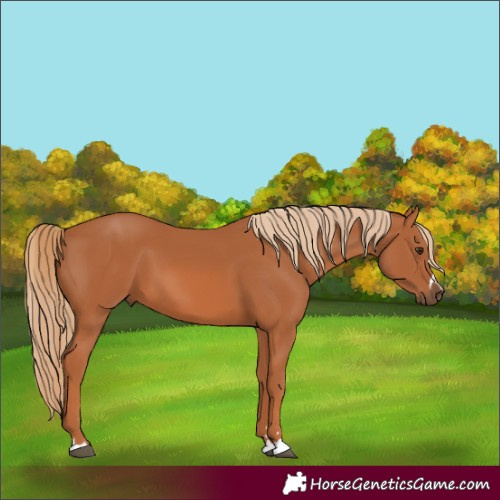 Horse Color:Chestnut 