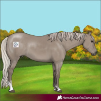 Horse Color:Silver Grullo Sabino 