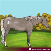 Horse Color:Silver Grullo Sabino