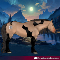 Horse Color:Void Bay Dun Tobiano 