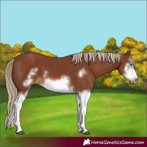 Horse Color:Chestnut Splash Frame