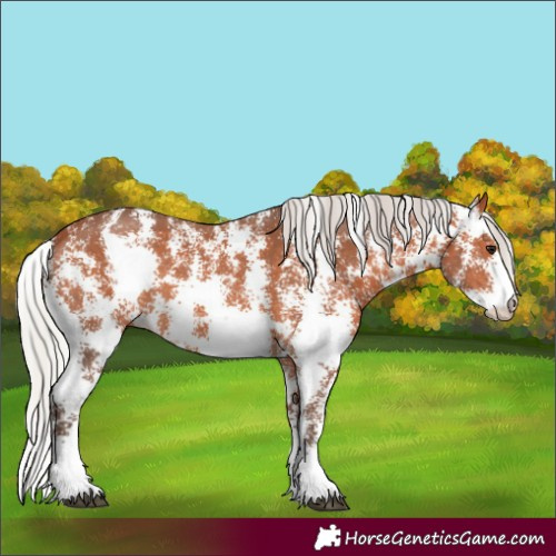Horse Color:Silver Bay Sabino