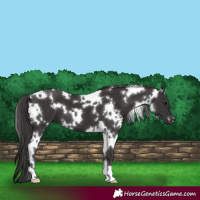 Horse Color:White Spotted Smoky Black
