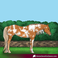 Horse Color:White Spotted Palomino 