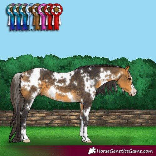 Horse Color:White Spotted Buckskin 