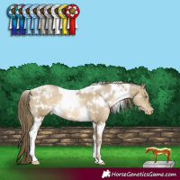 Horse Color:White Spotted Smoky Black Pearl 