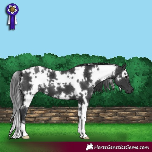 Horse Color:White Spotted Black 