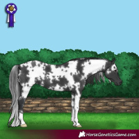 Horse Color:White Spotted Black 