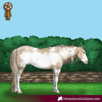 Horse Color:White Spotted Smoky Black Pearl Sabino Frame