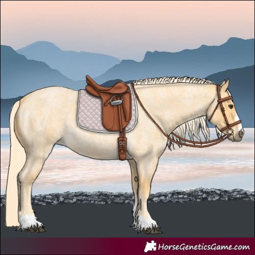 Horse Color:Palomino Roan 