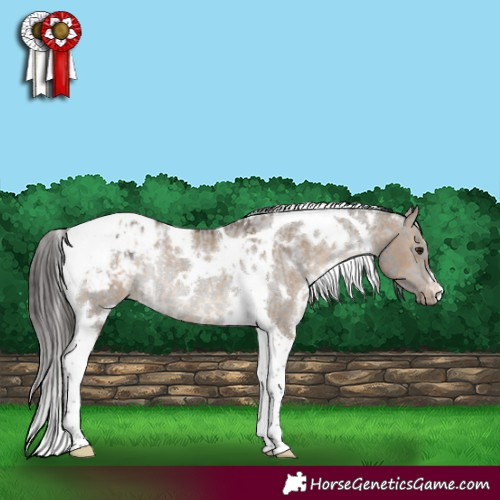 Horse Color:White Spotted Brown Dun Tobiano Appaloosa Rabicano  and White Spotted Smoky Grullo Tobiano Appaloosa Rabicano 