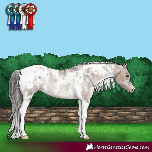 Horse Color:White Spotted Brown Dun Tobiano Appaloosa Rabicano  and White Spotted Smoky Grullo Tobiano Appaloosa Rabicano 