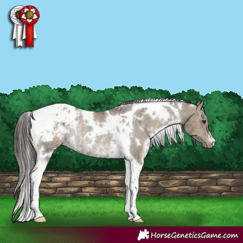 Horse Color:White Spotted Brown Dun Tobiano Appaloosa Rabicano  and White Spotted Smoky Grullo Tobiano Appaloosa Rabicano 