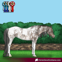 Horse Color:White Spotted Brown Dun Tobiano Blanket Rabicano  and White Spotted Smoky Grullo Tobiano Blanket Rabicano 
