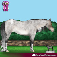 Horse Color:Brown Roan Dun Tobiano Appaloosa Rabicano Brindle 