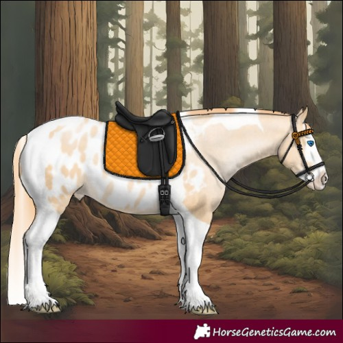 Horse Color:Buckskin Pearl Splash Tobiano Appaloosa 