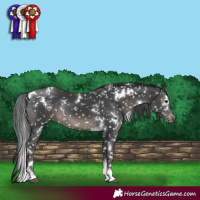 Horse Color:White Spotted Black Tobiano Appaloosa Rabicano 