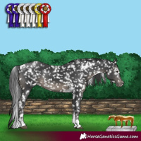 Horse Color:White Spotted Black Tobiano Snowflake Varnish Rabicano 