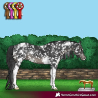 Horse Color:White Spotted Black Tobiano Appaloosa Rabicano