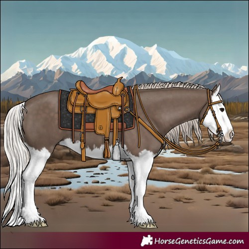 Horse Color:Silver Black Splash 