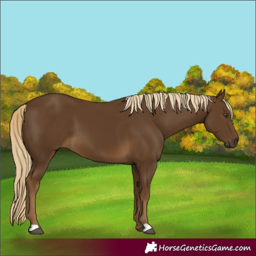 Horse Color:Chocolate Palomino 