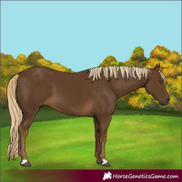 Horse Color:Chocolate Palomino 