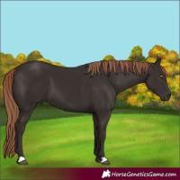 Horse Color:Liver Chestnut 