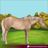 Horse Color:Chocolate Palomino Pearl