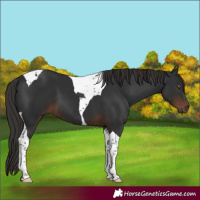 Horse Color:Liver Chestnut Tobiano