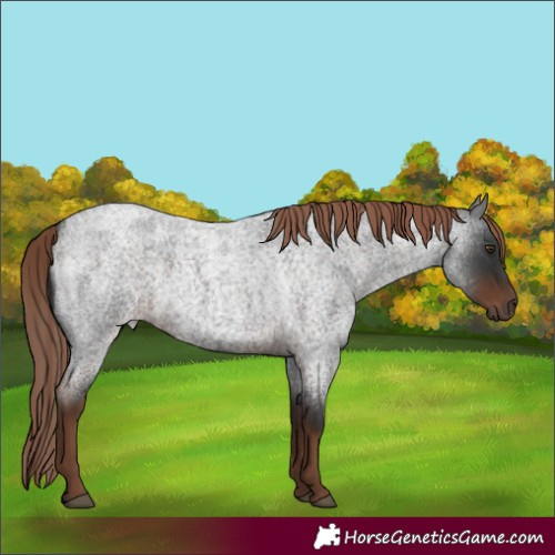 Horse Color:Liver Red Roan 