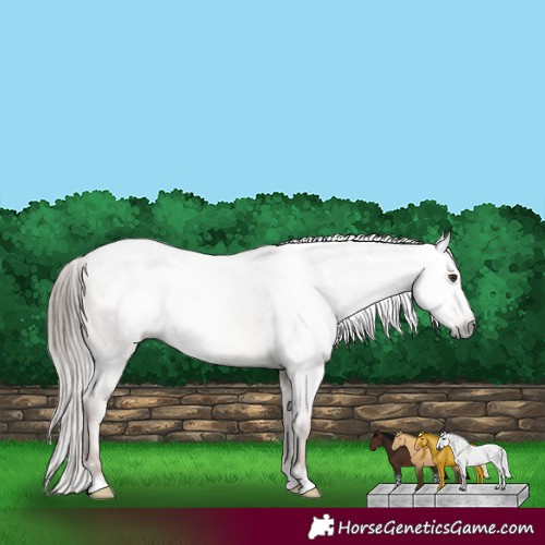 Horse Color:Gray White Spotted Classic Champagne Sabino Appaloosa Rabicano 