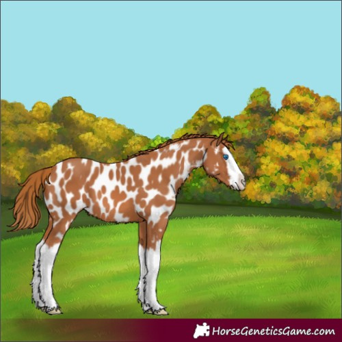 Horse Color:Chestnut Splash Appaloosa 
