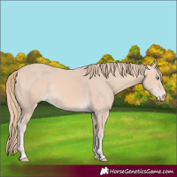 Horse Color:Perlino 