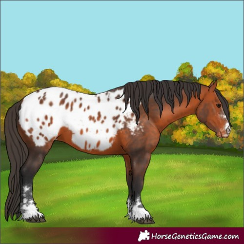 Horse Color:Bay Appaloosa 