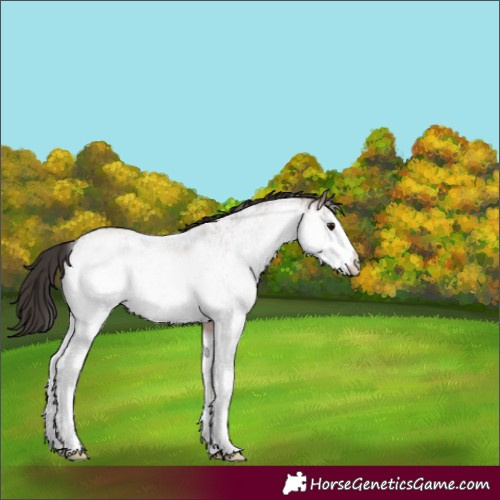 Horse Color:White Spotted Bay Roan
