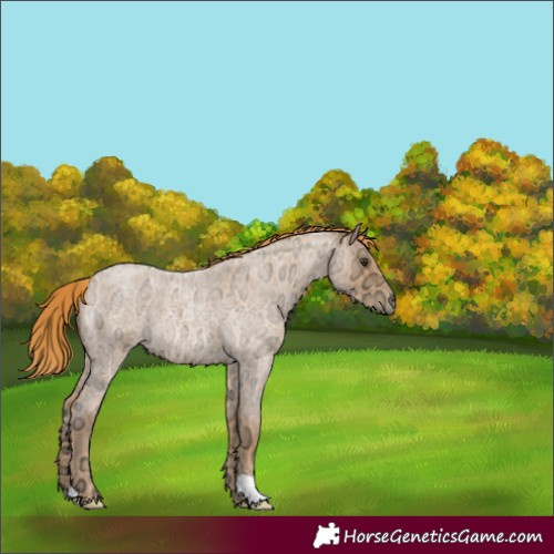 Horse Color:Red Ice Roan