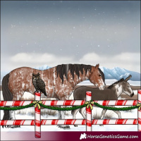 Horse Color:Bay Sabino Rabicano and Bay Sabino Rabicano
