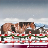 Horse Color:Bay Sabino Rabicano  and Bay Sabino Rabicano 