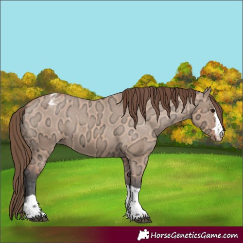 Horse Color:Bay Ice Dun Appaloosa 