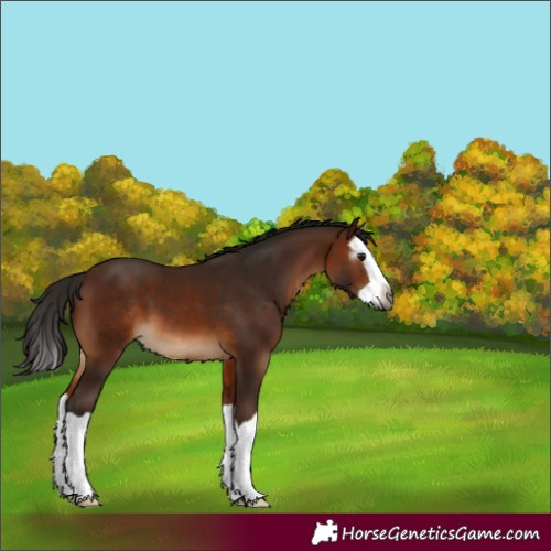 Horse Color:Gray Bay Splash