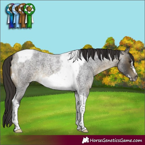 Horse Color:Buckskin Roan Tobiano Frame 