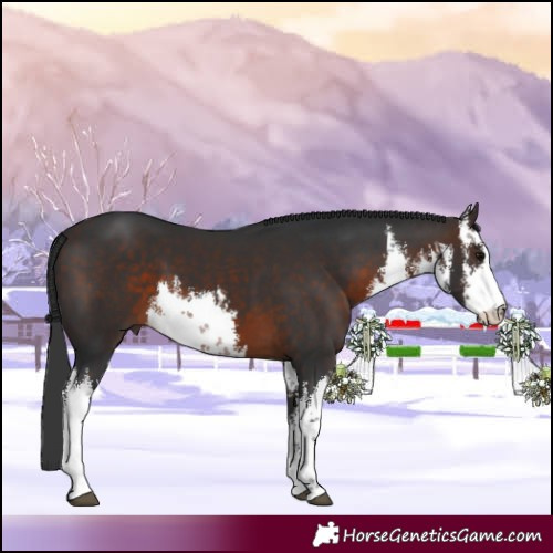 Horse Color:White Spotted Brown 